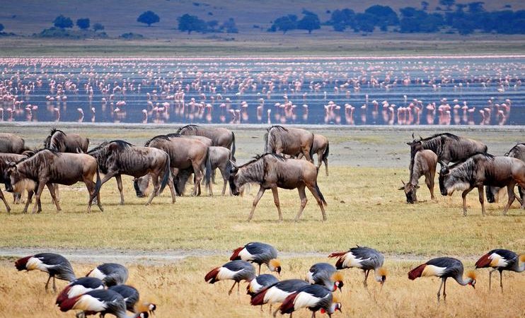 3 Days Tarangire, Lake Manyara & Ngorongoro Safari
