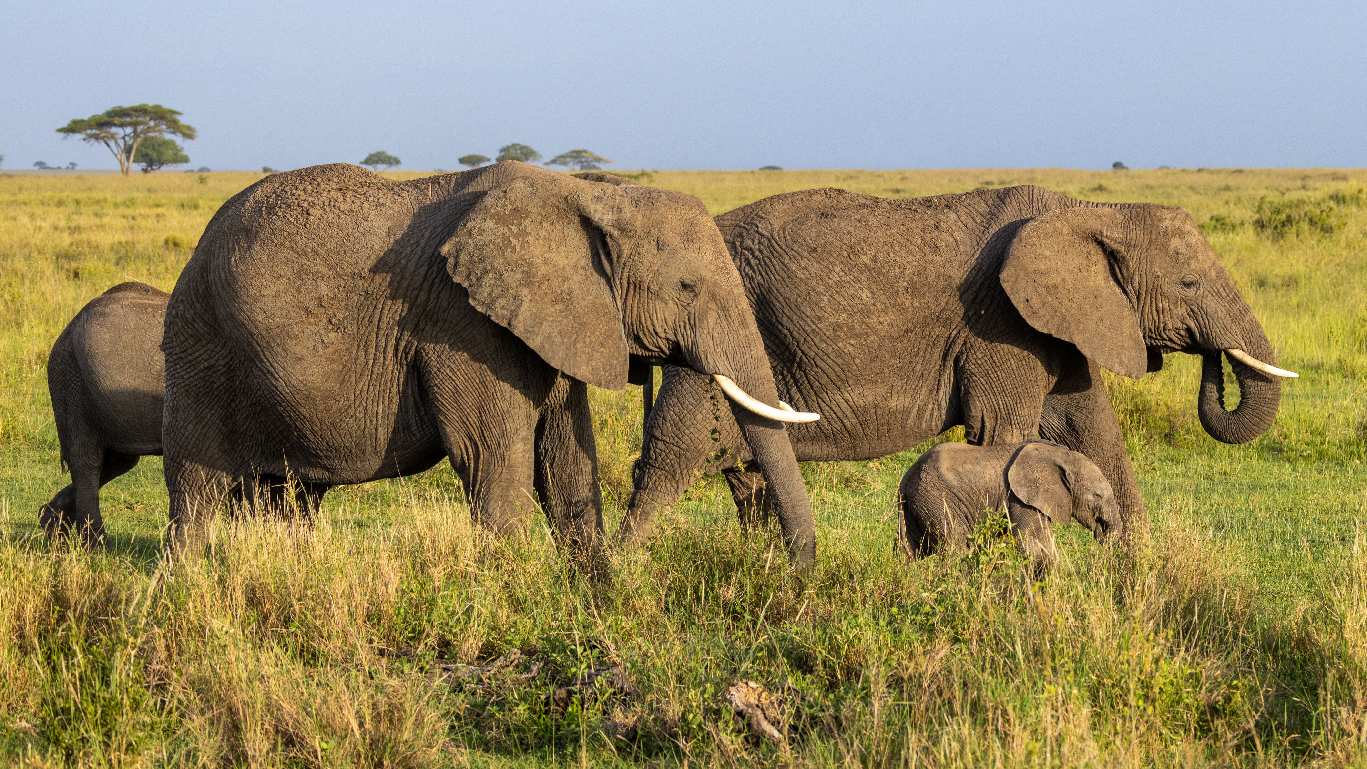 2-Day Safari