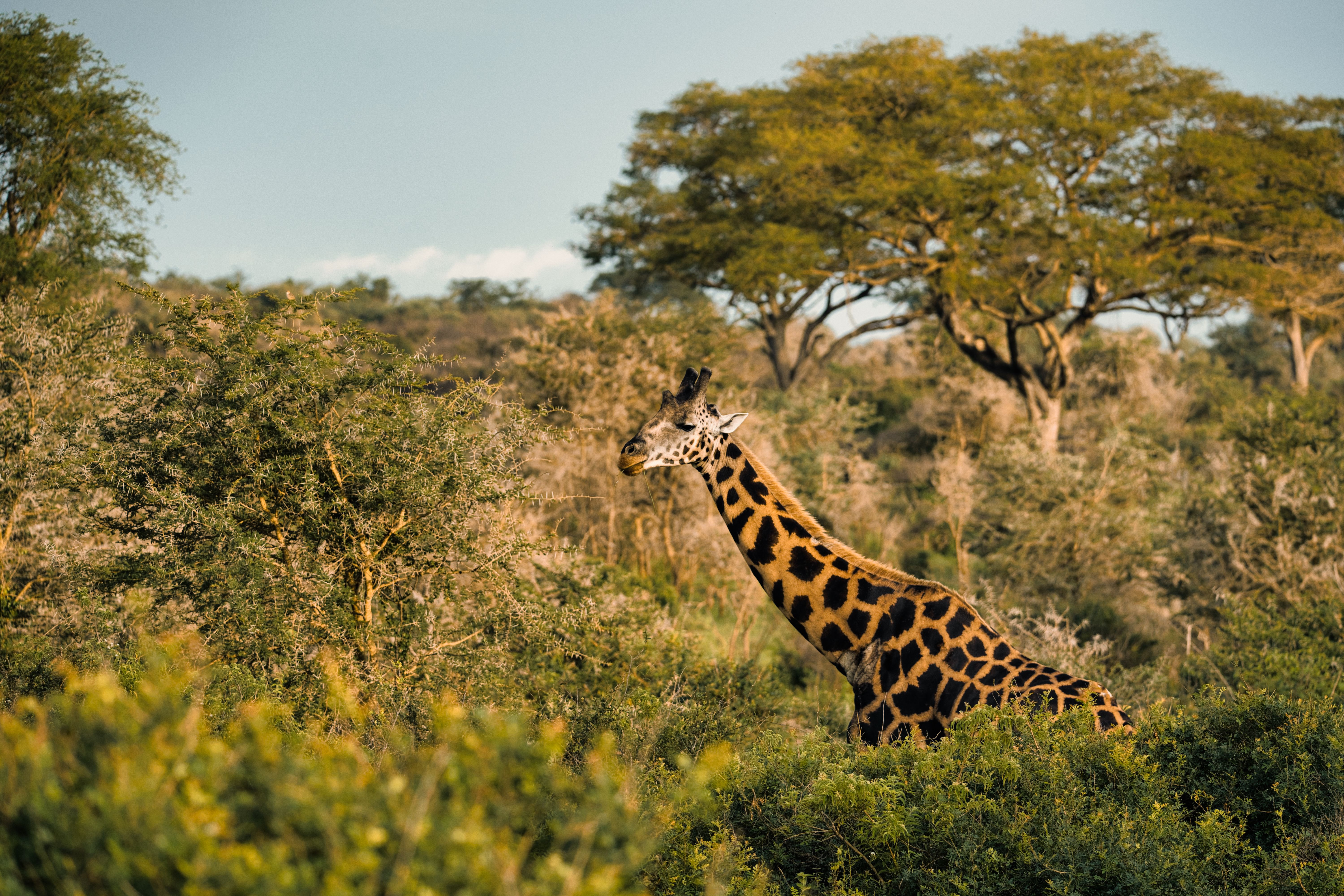3-Day Safari