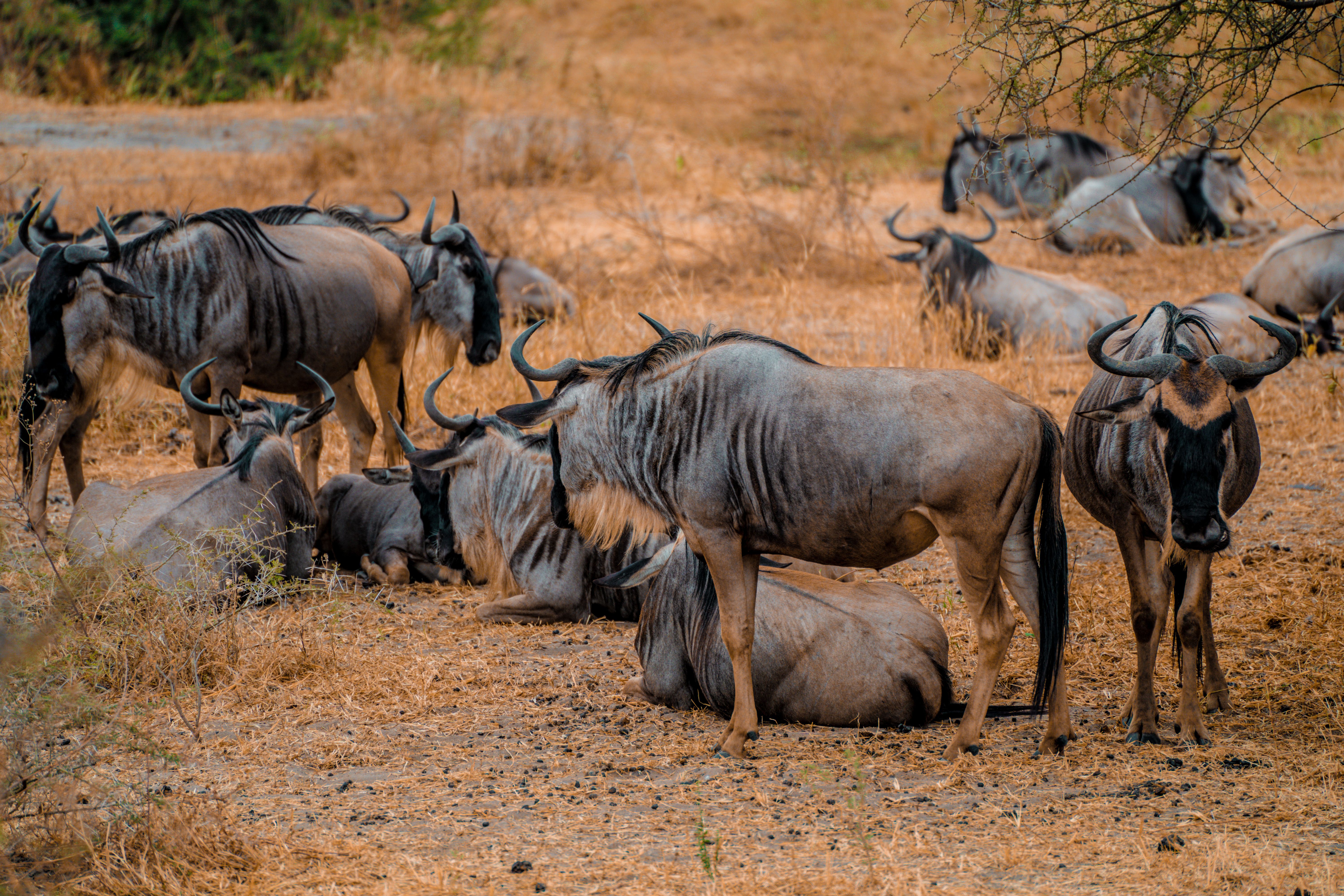 4-day-safari
