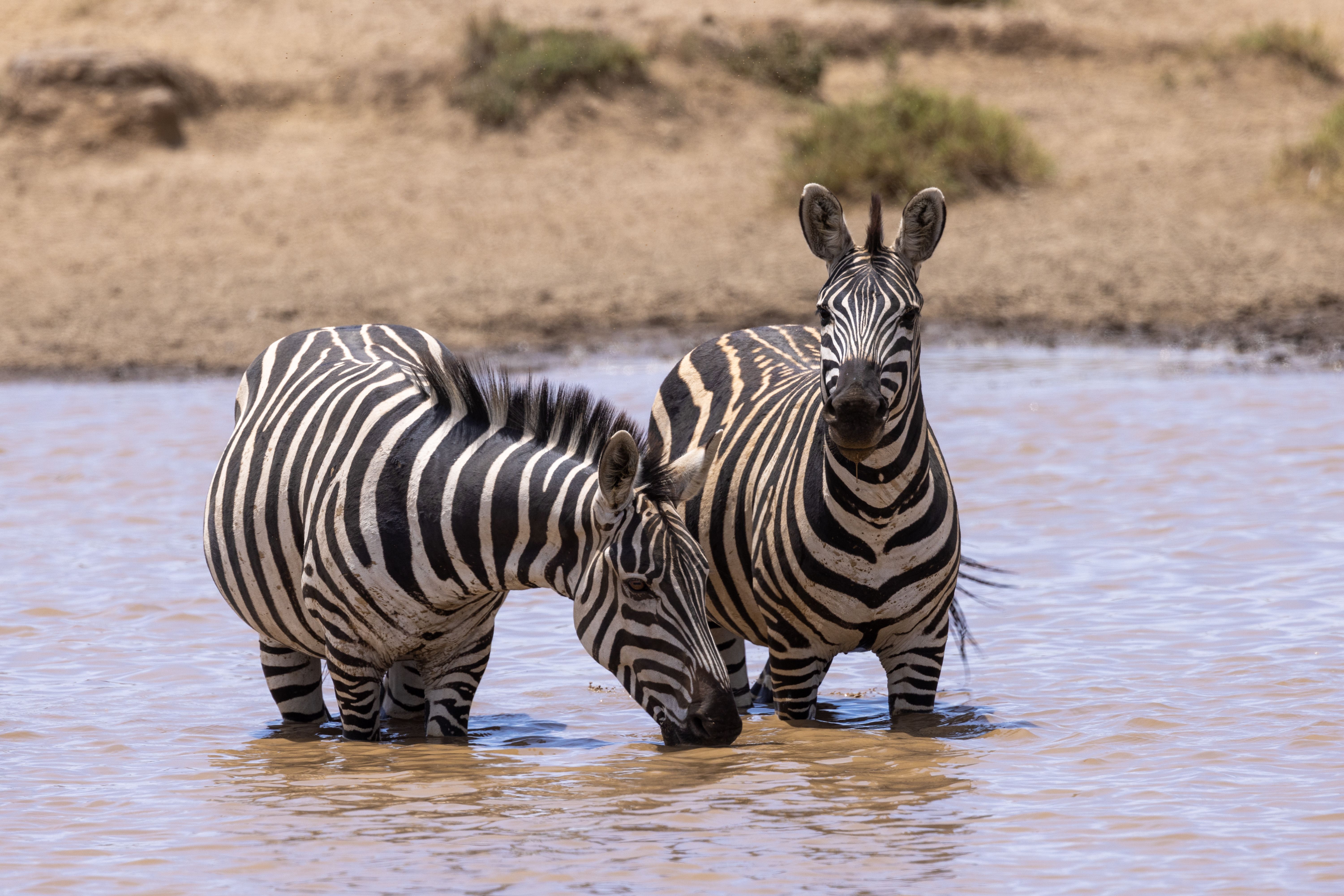 6-day-safari