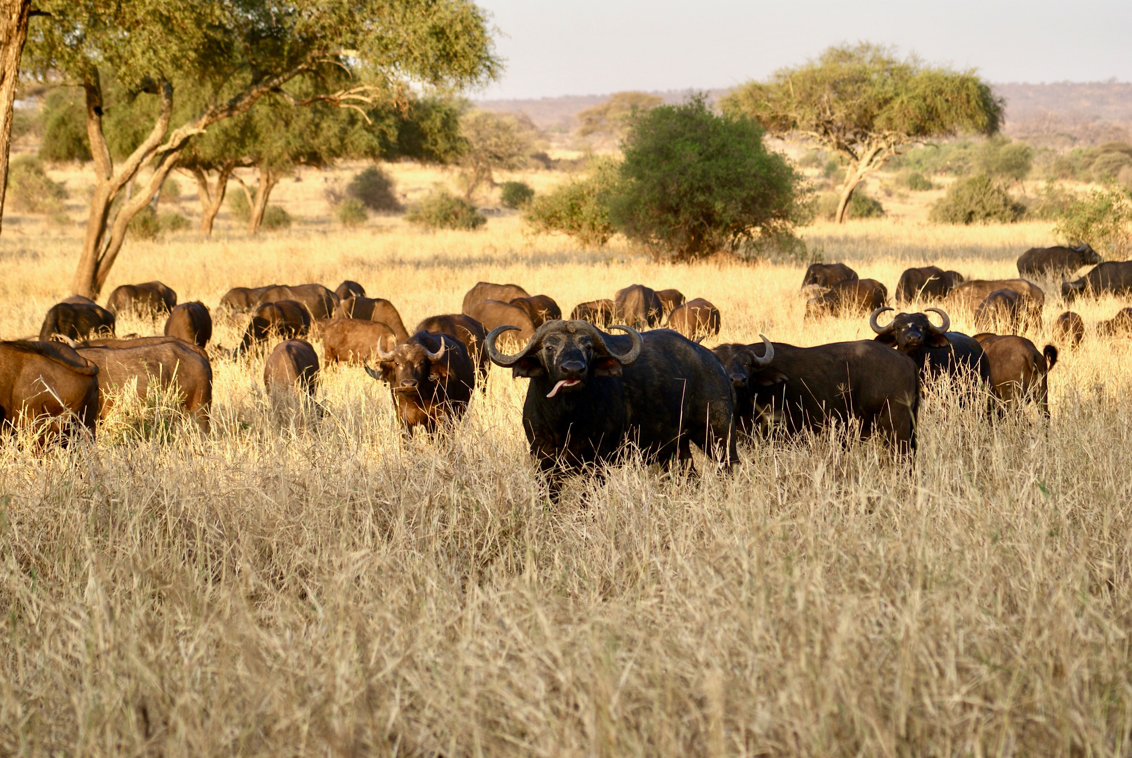 7-day-safari